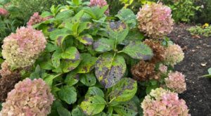 Vos hortensias ont les feuilles qui noircissent ? Ce signe sur les taches révèle si c'est grave et quoi faire