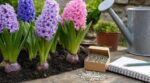 Vos jacinthes raccourcissent chaque année ? Cet engrais au bon moment change tout pour les faire refleurir