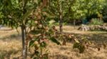 Vos pommes minuscules après la canicule 2026 ? Ce geste oublié en juin dans votre jardin explique tout