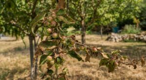 Vos pommes minuscules après la canicule 2026 ? Ce geste oublié en juin dans votre jardin explique tout