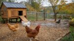 Vos poules pataugent dans la boue : cette erreur aggrave tout et ce sol malin les garde enfin au sec tout l’hiver