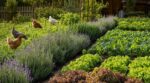 Vos poules ravagent le potager : ces trois herbes simples à planter en bordure stoppent net leurs attaques