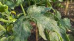 Vos tomates sont peut-être déjà attaquées par ces petits insectes : les gestes indispensables à faire dès ce soir