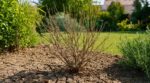 Votre arbuste a perdu toutes ses feuilles cet été : ce test de 60 secondes à faire avant de tout arracher