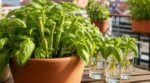 Votre basilic file et devient amer : cette façon de couper les tiges vous offre des dizaines de plants gratuits