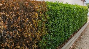 Votre haie jaunit d'un seul côté ? Voici ce que ces signes cachés révèlent avant qu'il ne soit trop tard