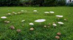 Votre pelouse cache peut-être des champignons délicieux… mais cette erreur peut vous envoyer aux urgences