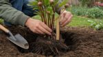 Vous avez replanté vos pivoines ce week-end ? Cette erreur de 3 cm peut les priver de fleurs pendant des années