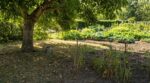 Vous avez un noyer au jardin ? Ce signe qui apparaît fin d’été devrait vous faire déplacer votre potager