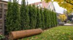 Adieu la canisse : cette haie persistante que les paysagistes plantent en octobre pour se cacher du voisin