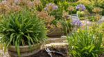 Agapanthes en août : ce geste de taille oublié, à faire maintenant, peut doubler la floraison l'été prochain