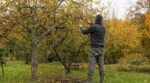 Arbres fruitiers : ce geste que les pros font dès que les feuilles roussissent change tout pour les renforcer