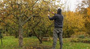 Arbres fruitiers : ce geste que les pros font dès que les feuilles roussissent change tout pour les renforcer