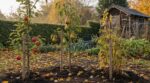 Arbres fruitiers : si vous attendez le printemps, vous ratez cette période méconnue que les pépiniéristes exploitent