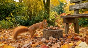 Automne au jardin : sans ces gestes simples des anciens, vous ne verrez jamais d'écureuil de près chez vous