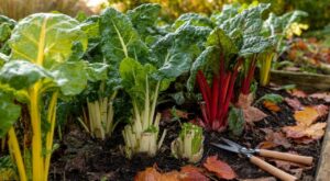 Blettes au potager : attention à cette erreur d'octobre qui vous prive de la dernière belle vague de feuilles