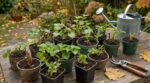 Bouturage de septembre : ces 5 plantes à multiplier sans attendre pour un jardin bluffant dès le printemps prochain