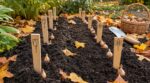 Bulbes plantés en septembre : ce système malin en 3 repères évite de les oublier et de les massacrer au printemps