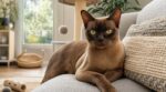 Ce chat Burmese venu de Birmanie, rare et ultra câlin, séduit les Français mais cache un détail à connaître avant d'adopter