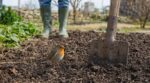 Ce geste discret avec la bêche fait accourir le rouge-gorge au potager… et teste en silence la santé de votre sol