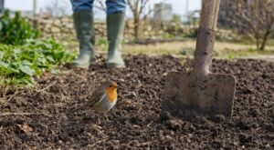Ce geste discret avec la bêche fait accourir le rouge-gorge au potager… et teste en silence la santé de votre sol