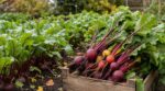 Ce légume racine tardif empêche votre potager de se vider en septembre et régale encore tout l'hiver