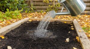 Ce test avec l'arrosoir en automne révèle si votre carré potager en terreau en sacs va tuer vos semis