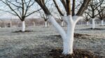 Ce vieux geste sur vos arbres fruitiers n’était pas décoratif : sans lui, parasites et gel font un carnage