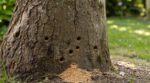 Ces insectes mangeurs de bois font tomber vos arbres : 5 signes discrets à repérer avant la casse au 1er coup de vent