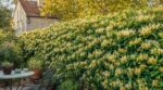 Cette grimpante à fleurs plantée cet automne peut les effacer de votre vue en 3 saisons sans mur ni panneau