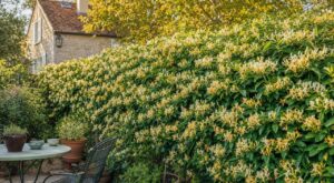 Cette grimpante à fleurs plantée cet automne peut les effacer de votre vue en 3 saisons sans mur ni panneau