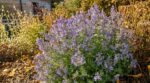 Cette plante de septembre que les jardiniers ignorent encore alors qu’elle sauve littéralement les abeilles au jardin