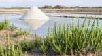 Cette plante des marais salants que tout le monde prend pour une algue cache un secret croquant dans l'assiette
