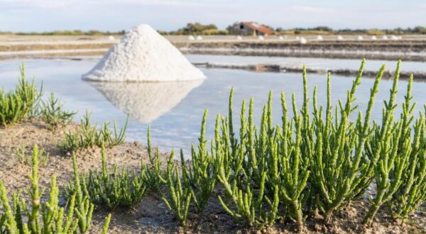 Cette plante des marais salants que tout le monde prend pour une algue cache un secret croquant dans l'assiette