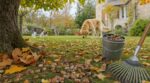 Chiens et chats : ces fruits tombés sur votre pelouse en octobre font exploser les urgences vétérinaires