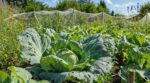 Choux du potager dévorés par la piéride : ces 2 gestes sans pesticide à faire tout de suite pour stopper le massacre