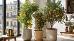 Citronnier, calamondin ou kumquat : les 3 agrumes qui s'épanouissent en appartement toute l'année sans perdre leurs feuilles en hiver