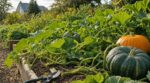 Courges du potager : ce geste de taille en septembre qui peut encore sauver et grossir vos fruits avant les gelées