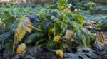 Courgettes : cette erreur aux premières nuits fraîches peut vous faire perdre des récoltes, le conseil du maraîcher