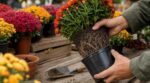 « Dépotez avant de passer en caisse » : ce que les paysagistes vérifient toujours sur un chrysanthème en pot dès le mois d'octobre
