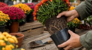 « Dépotez avant de passer en caisse » : ce que les paysagistes vérifient toujours sur un chrysanthème en pot dès le mois d'octobre