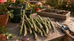 Deux jardiniers ont bouturé leurs rosiers en septembre : un seul a prélevé ce petit éclat de bois qui garantit leur enracinement