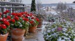Deux jardiniers ont laissé leurs géraniums dehors en novembre : un seul les verra refleurir sans encombre malgré le gel à -15 °C
