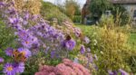 Deux jardiniers ont nettoyé leur terrain fin août : un seul verra encore voler des papillons sur ses asters jusqu'en novembre