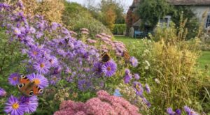 Deux jardiniers ont nettoyé leur terrain fin août : un seul verra encore voler des papillons sur ses asters jusqu'en novembre