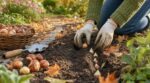 Deux jardiniers ont planté leurs bulbes de tulipes à la mi-octobre : un seul obtiendra un massif spectaculaire dès les premiers jours de mars