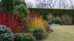 Deux voisins ont le même jardin en hiver : un seul a pensé à planter du houx verticillé et des cornouillers avant fin septembre