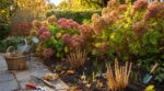 Deux voisins ont nettoyé leurs massifs d'hortensias mi-octobre : un seul aura une floraison spectaculaire dès les premiers jours d'avril