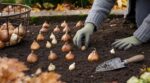 Deux voisins ont planté leurs bulbes de tulipes et narcisses en octobre : un seul aura un massif spectaculaire dès le mois de mars