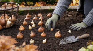 Deux voisins ont planté leurs bulbes de tulipes et narcisses en octobre : un seul aura un massif spectaculaire dès le mois de mars